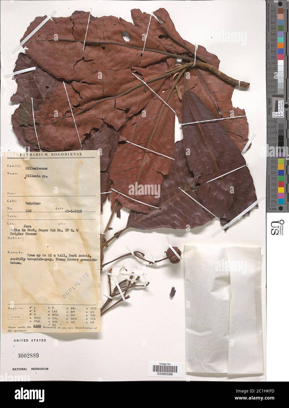 Dillenia sp Dillenia sp Stock Photo Alamy