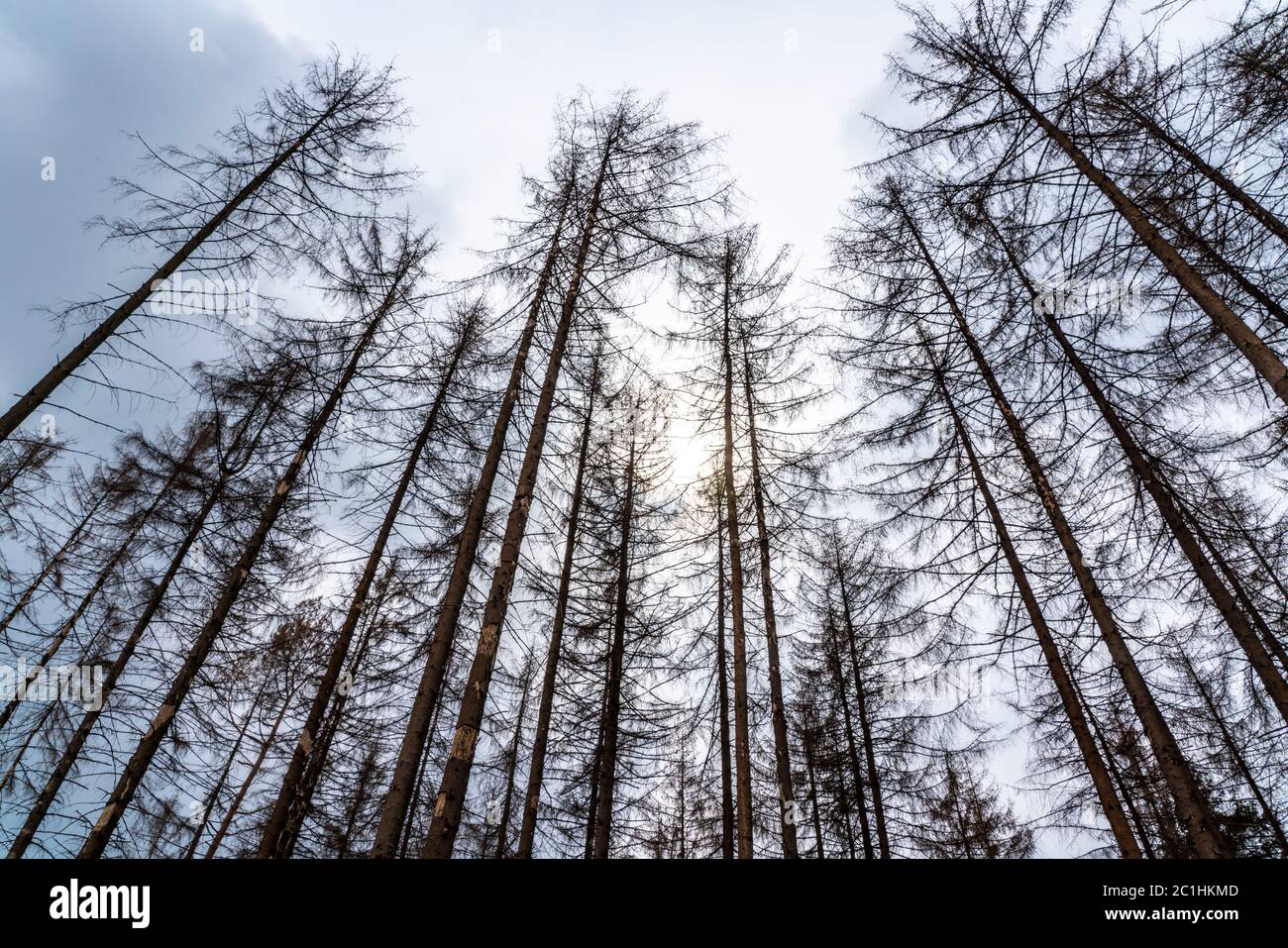 Forest dieback in the Arnsberg Forest Nature Park, more than 70 percent of the spruce trees are diseased, damaged, mostly by the bark beetle, which wa Stock Photo