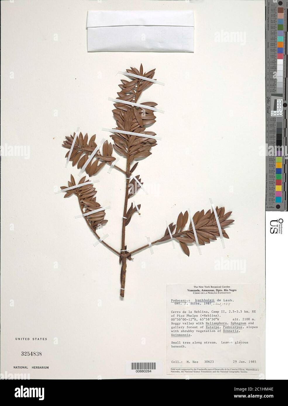 Podocarpus buchholzii de Laub Podocarpus buchholzii de Laub. Stock Photo