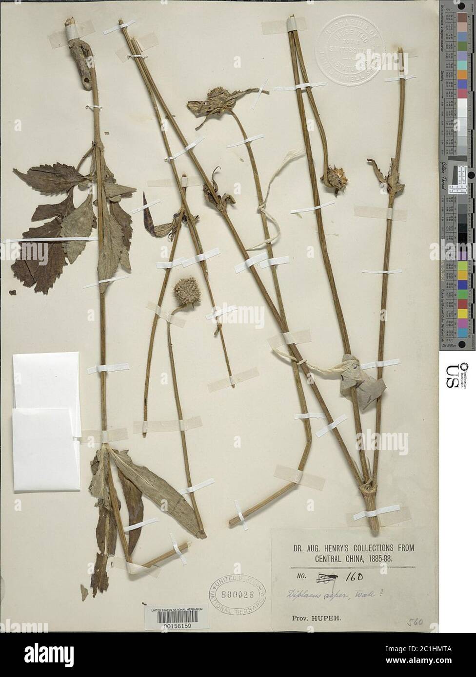 Dipsacus asper Wall Dipsacus asper Wall Stock Photo - Alamy