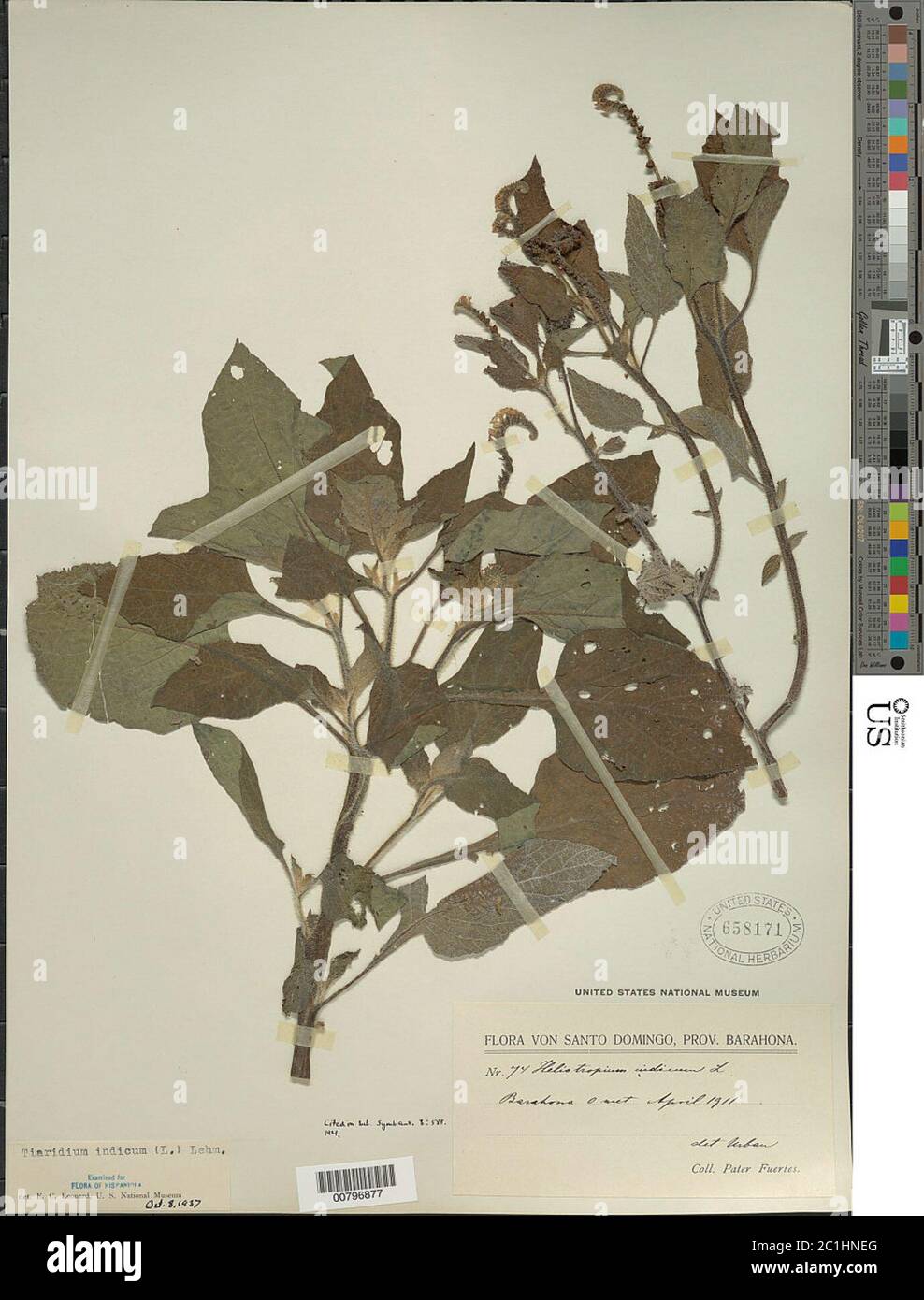 Heliotropium indicum L Heliotropium indicum L. Stock Photo