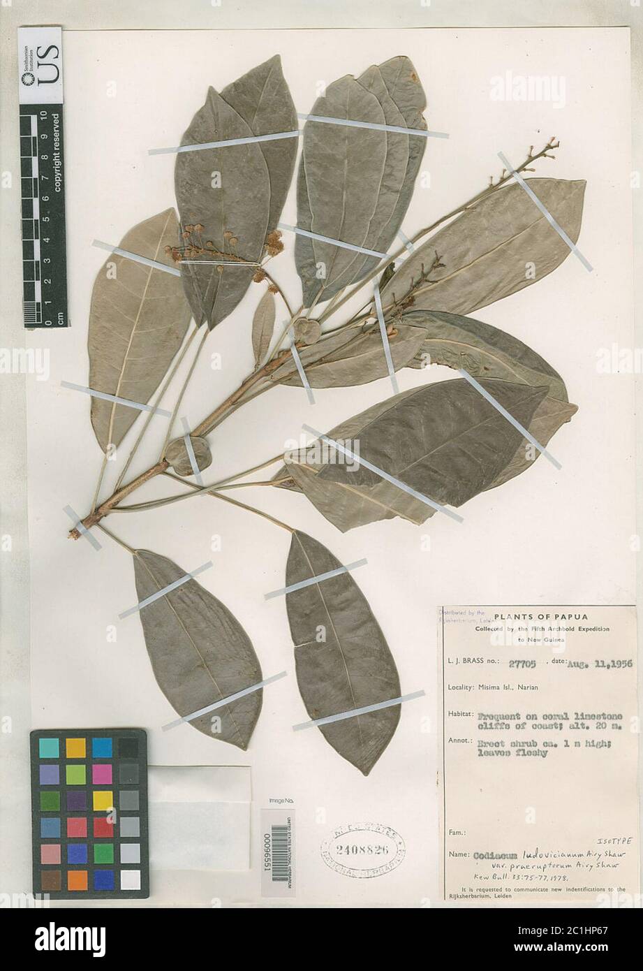 Codiaeum ludovicianum var praeruptorum Airy Shaw Codiaeum ludovicianum var praeruptorum Airy Shaw. Stock Photo