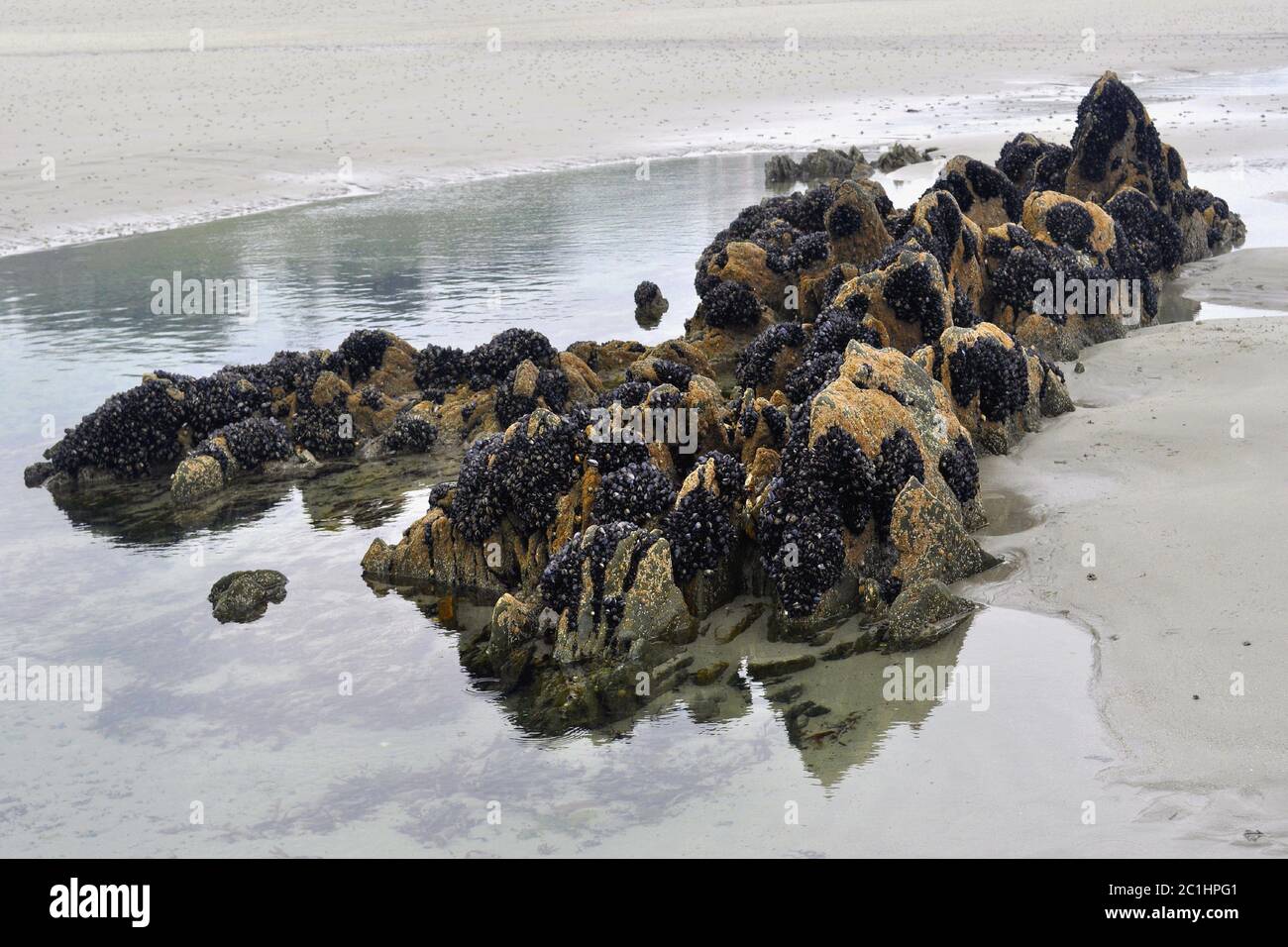 Reef Roc Surface Reef roc after the Atlantic Ocean Stock Photo - Alamy