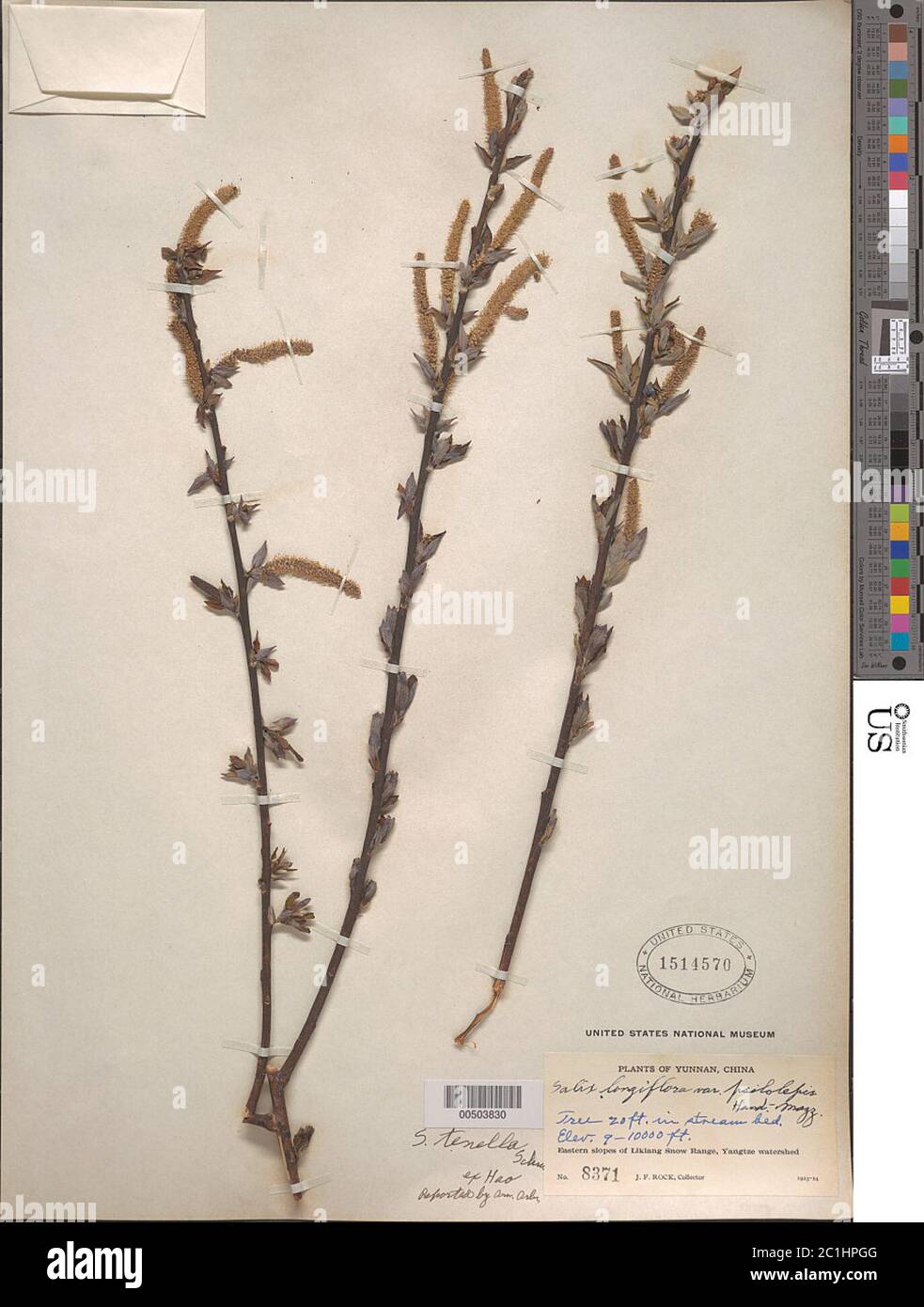 Salix longiflora var psilolepis HandMazz Salix longiflora var psilolepis HandMazz. Stock Photo