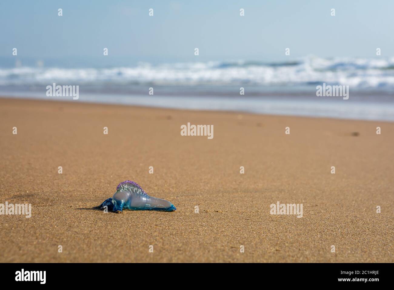 Single Man-o-War on a beach with the breakers in the background Stock Photo
