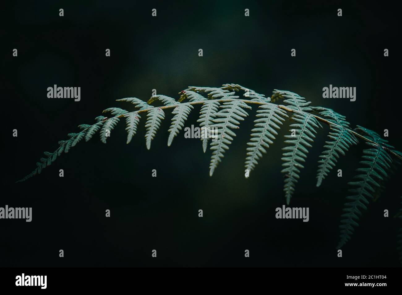 Green leaves fern plant hi-res stock photography and images - Alamy