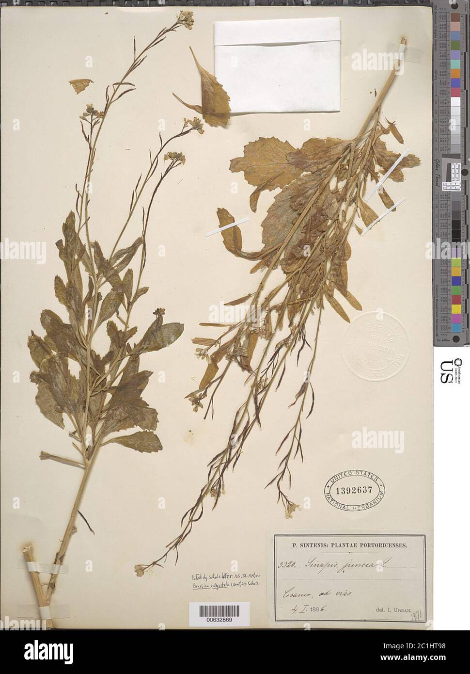 Brassica integrifolia H West OE Schulz Brassica integrifolia H West OE