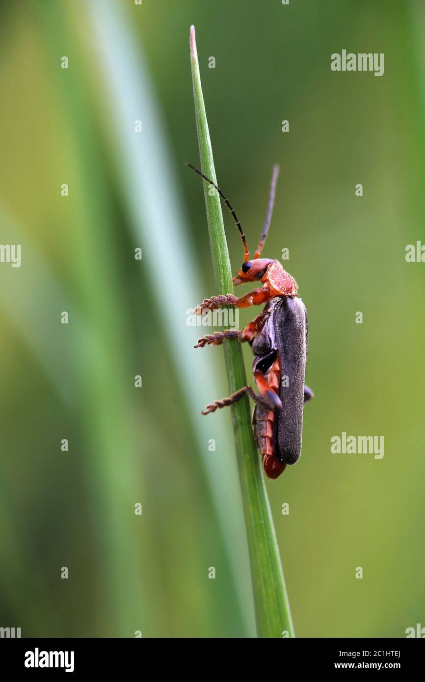 Variable soft beetle Cantharis livida Stock Photo