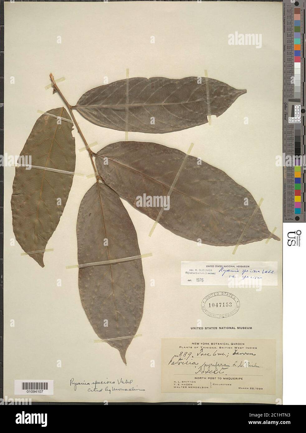 Ryania speciosa Vahl Ryania speciosa Vahl Stock Photo Alamy