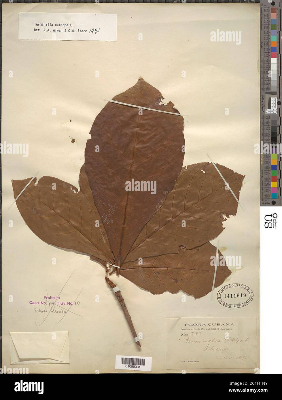 Terminalia catappa L Terminalia catappa L Stock Photo - Alamy