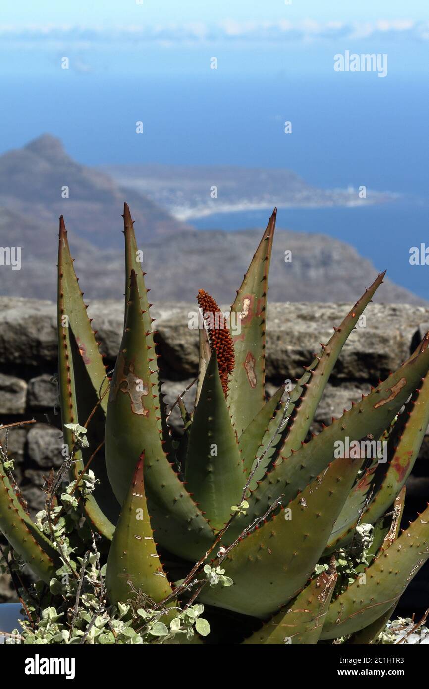 Plants and cacti on Table Mountain in South Africa Stock Photo