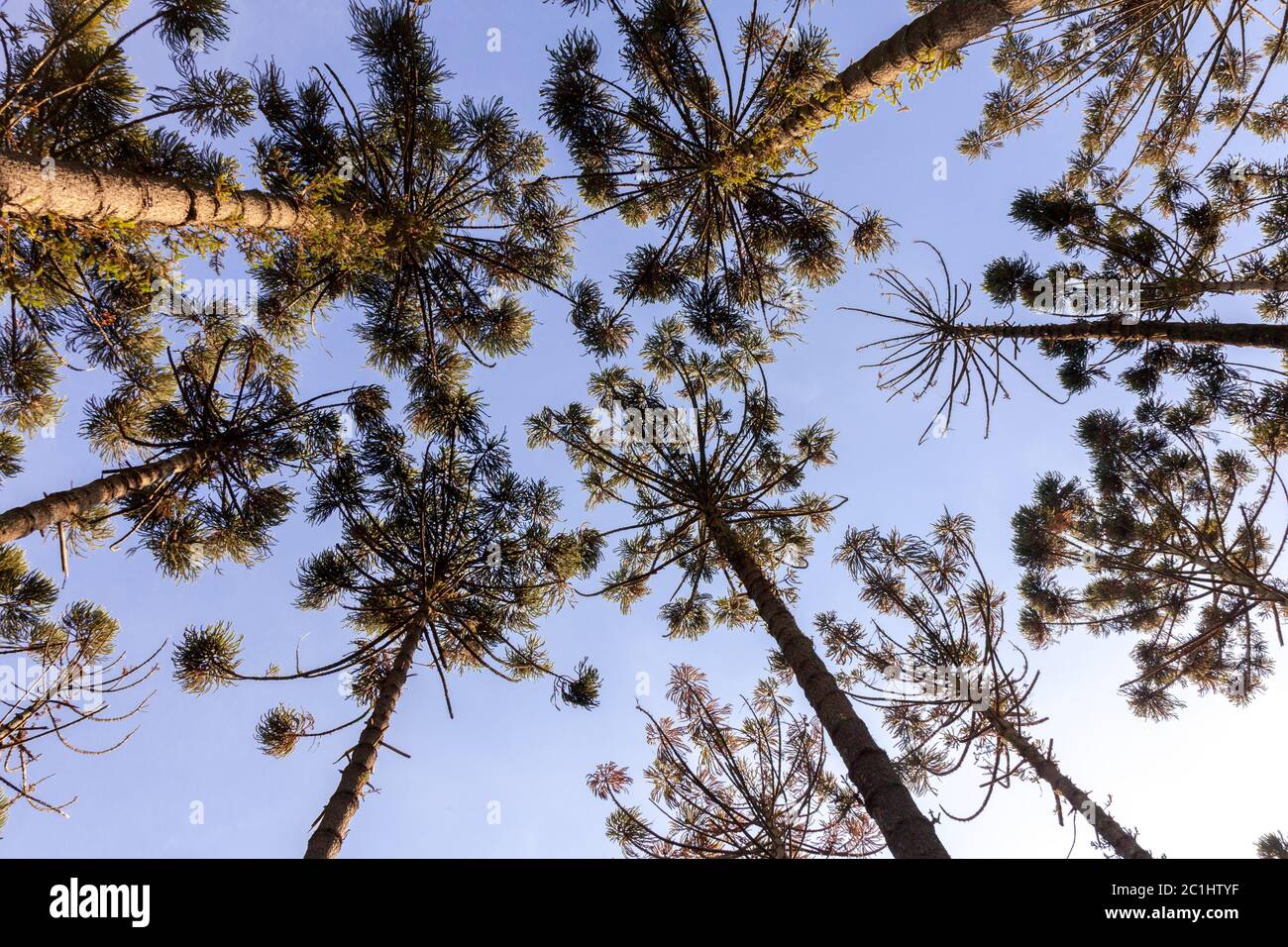Araucaria angustifolia treetops seen from below - ants eye Stock Photo