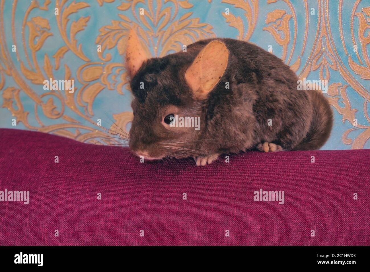 A young homemade brown chinchilla is sitting on the back of a sofa close-up. Stock Photo