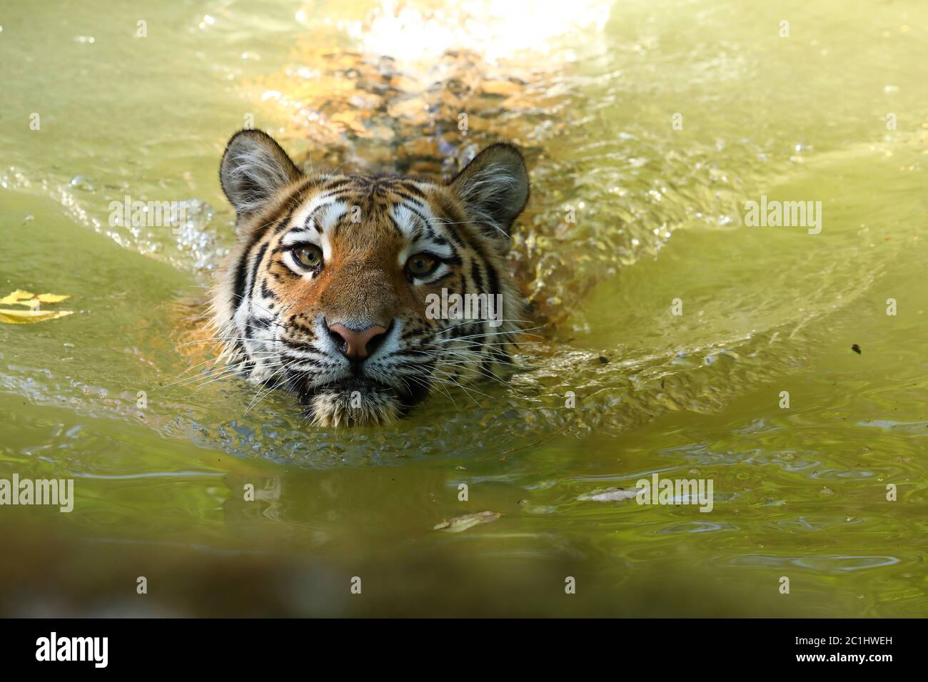 the siberian tiger Stock Photo