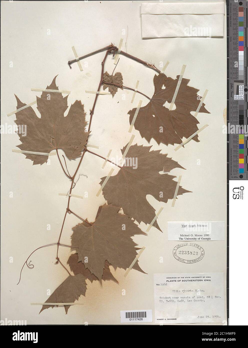 Vitis riparia Michx Vitis riparia Michx Stock Photo - Alamy