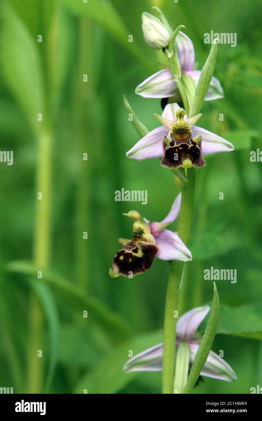 Blooming bumblebee ragwurz Ophrys holoserica in the Liliental at the Imperial Chair Stock Photo