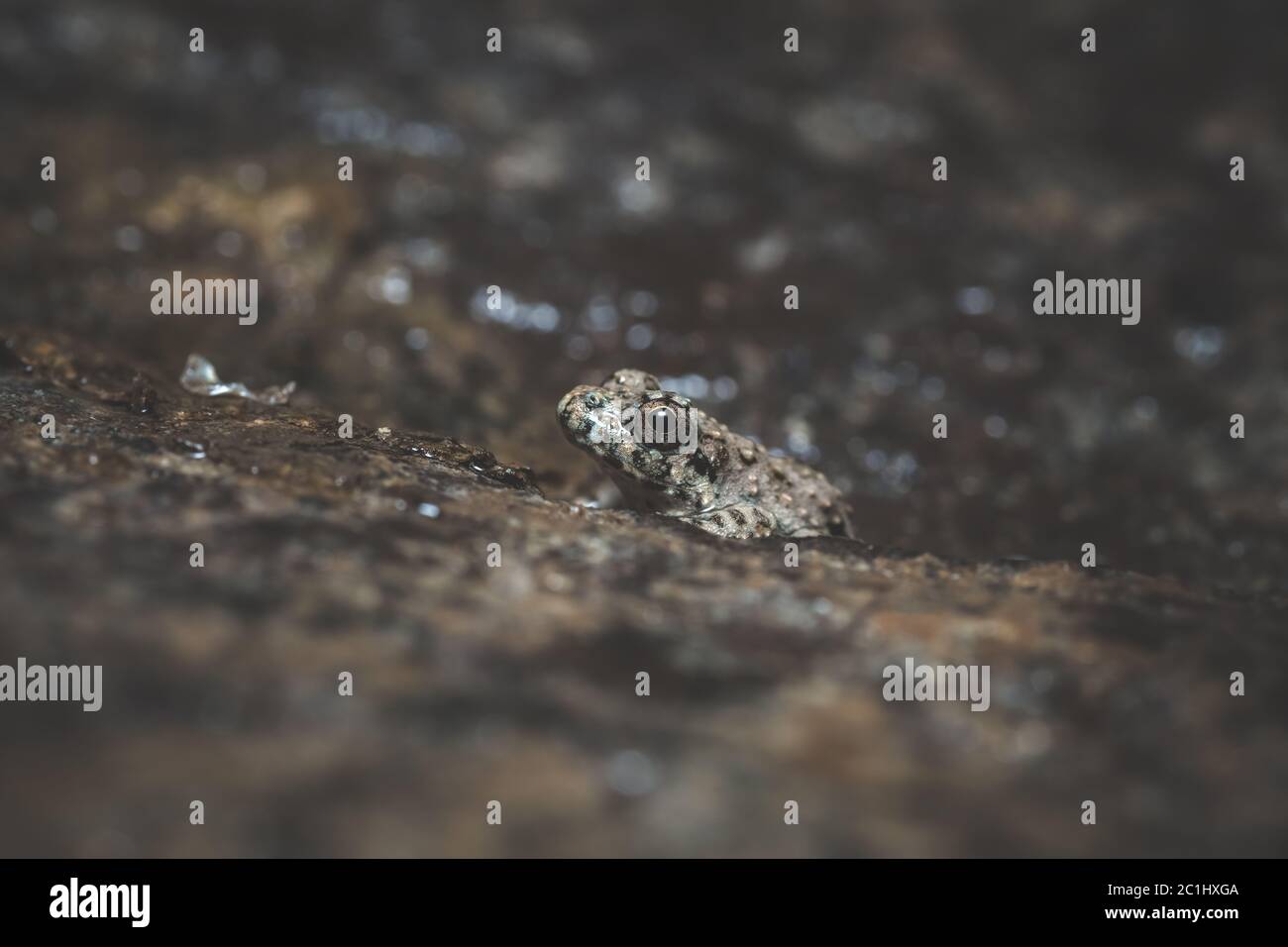 Fejervarya species, Pune, Maharashtra, India Stock Photo Alamy