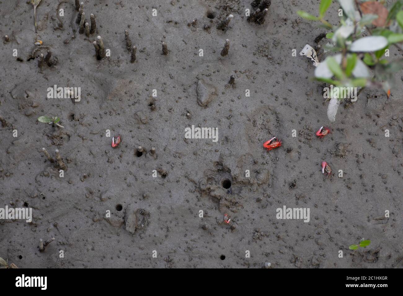 Fiddler Crabs, Sunderbans, West Bengal, India Stock Photo