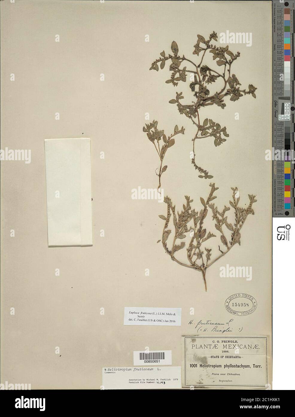 Heliotropium fruticosum L Heliotropium fruticosum L. Stock Photo