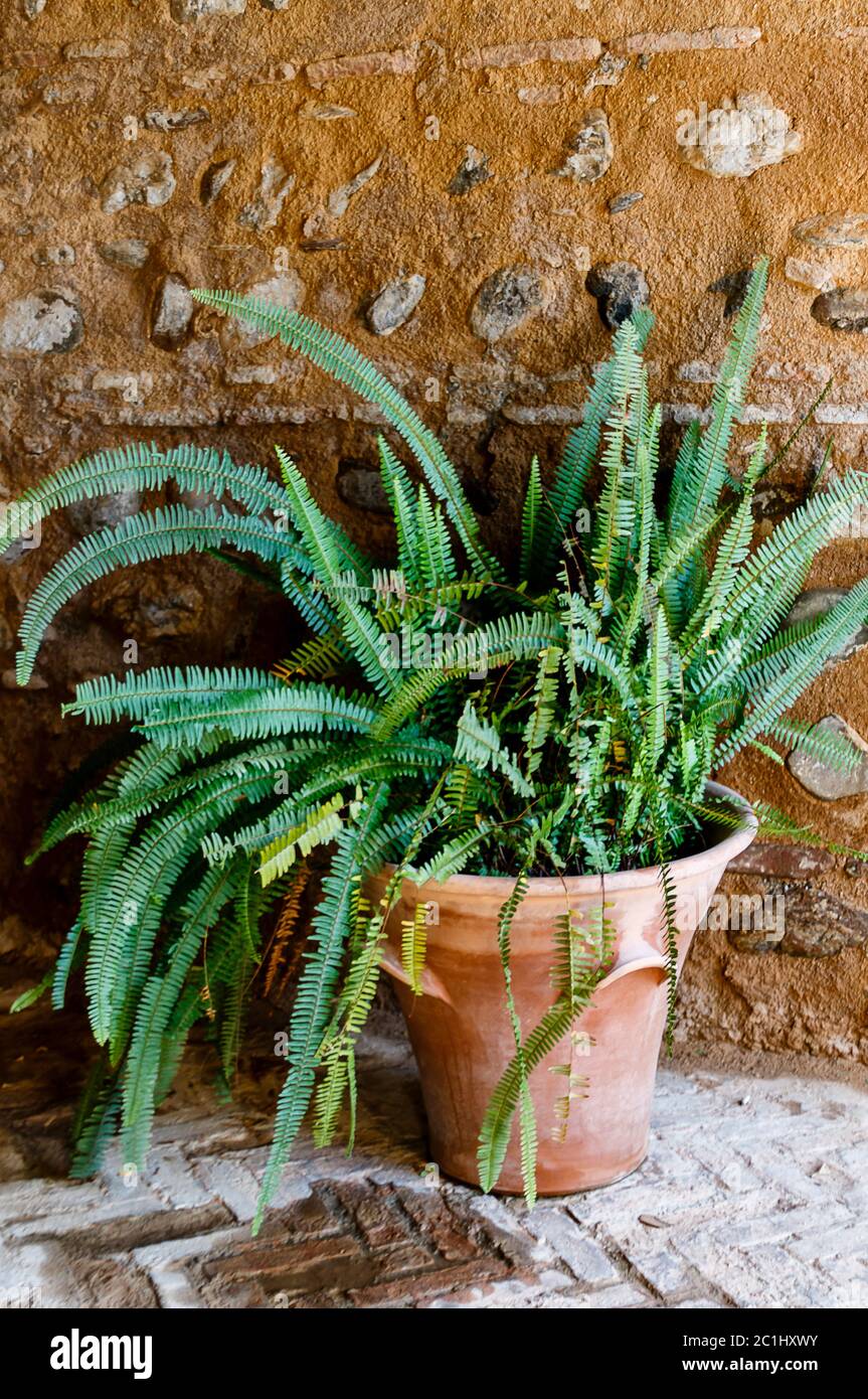 Potted green plant - Old World Forkedfern (Dicranopteris linearis) in a small Spanish courtyard Stock Photo