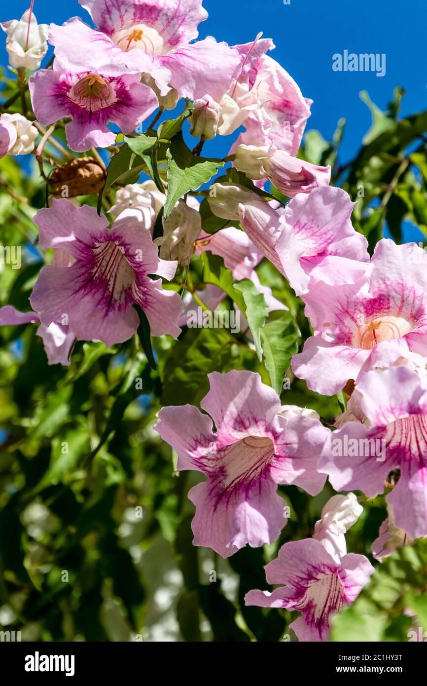Podranea Ricasoliana seeds (Zimbabwe Creeper, Pink Trumpet Vine, Port St. Johns Creeper, Queen of Sheba) Stock Photo