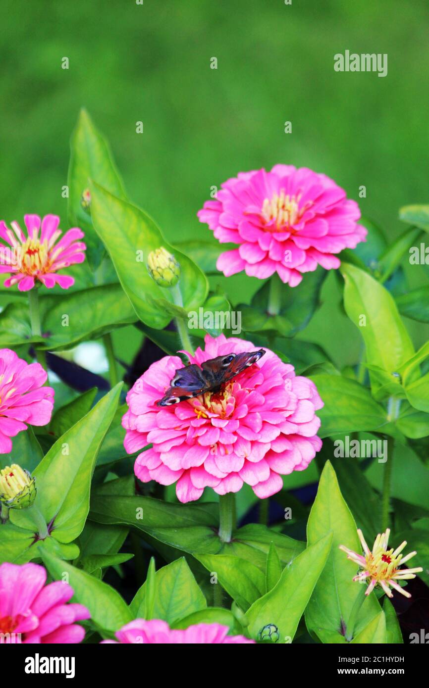 Butterfly and pink Zinnia flower in summer garden on sunny day. Zinnia is a genus of plants of the sunflower tribe within the da Stock Photo