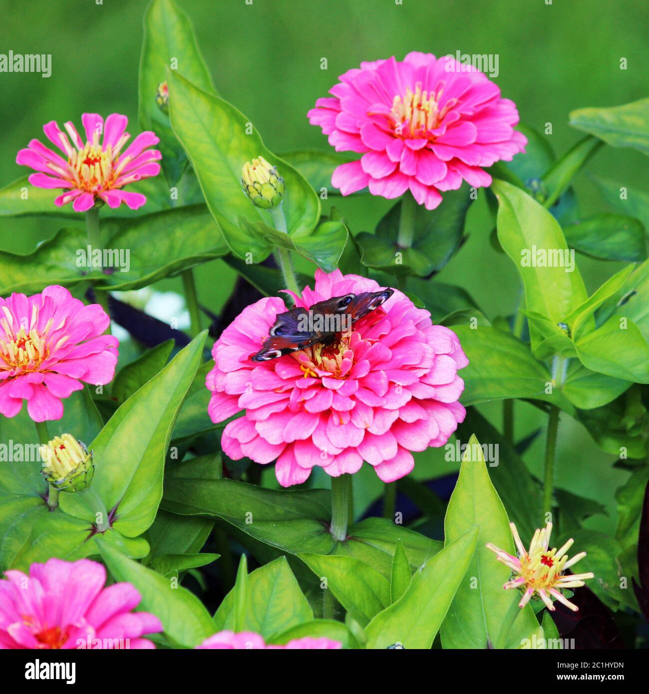 Butterfly and pink Zinnia flower in summer garden on sunny day. Zinnia is a genus of plants of the sunflower tribe within the da Stock Photo