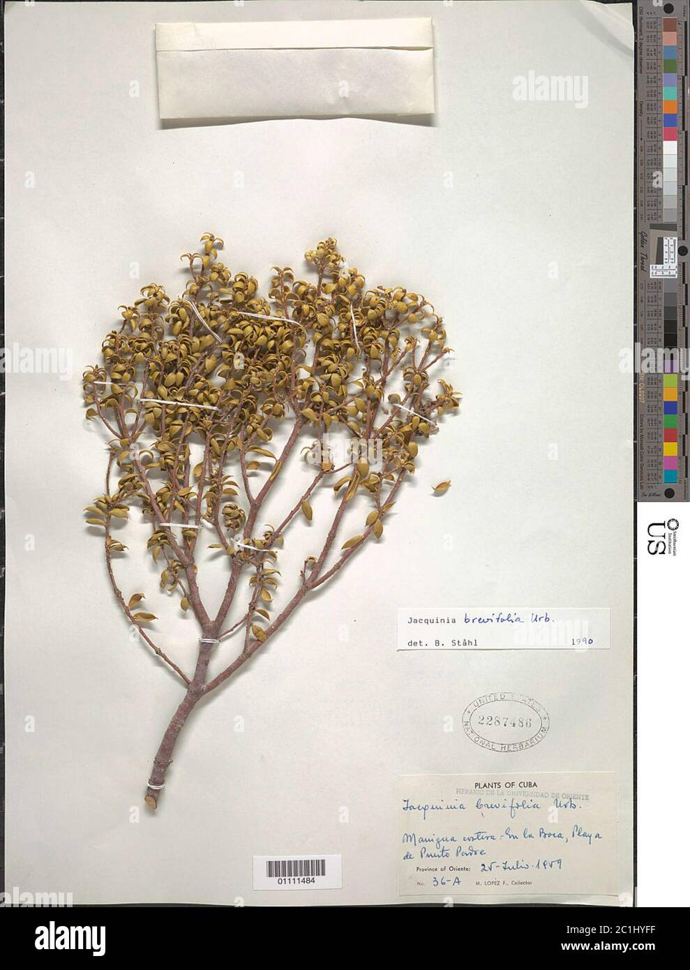 Jacquinia brevifolia Urb Jacquinia brevifolia Urb. Stock Photo