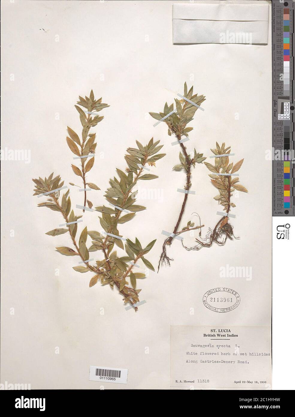 Sauvagesia erecta L Sauvagesia erecta L Stock Photo Alamy