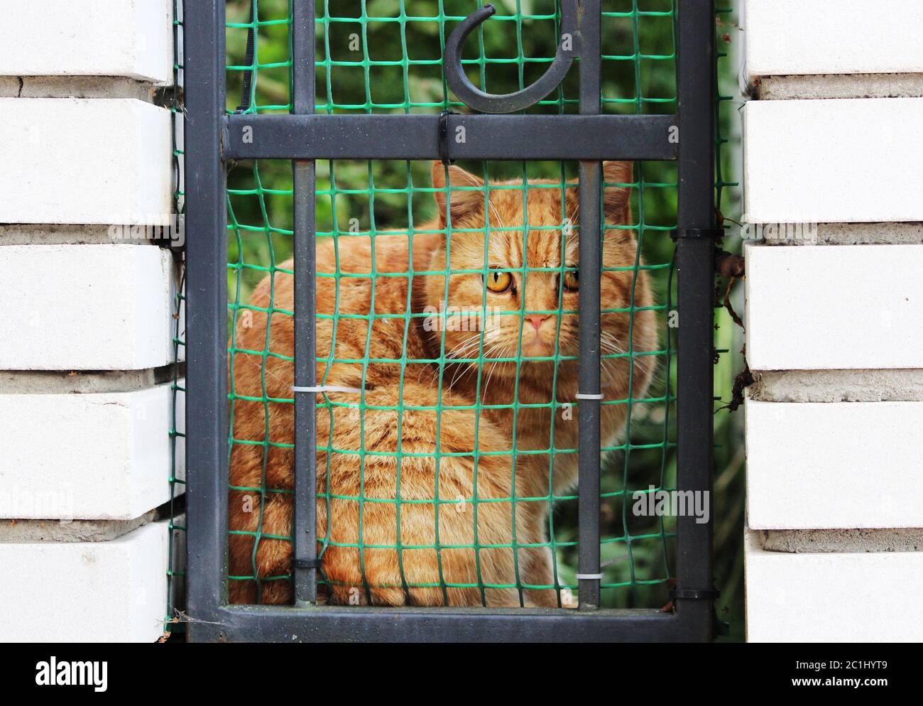 a red pedigreed cat turned and looks warily through a fence and a grid in a brick wall to the street Stock Photo