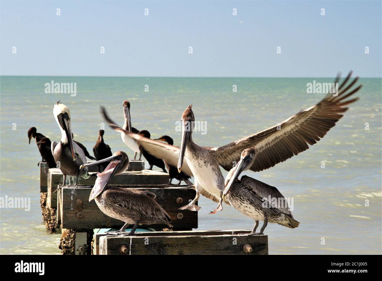 Pelicans and birds sitting on wood perches on the ocean Stock Photo
