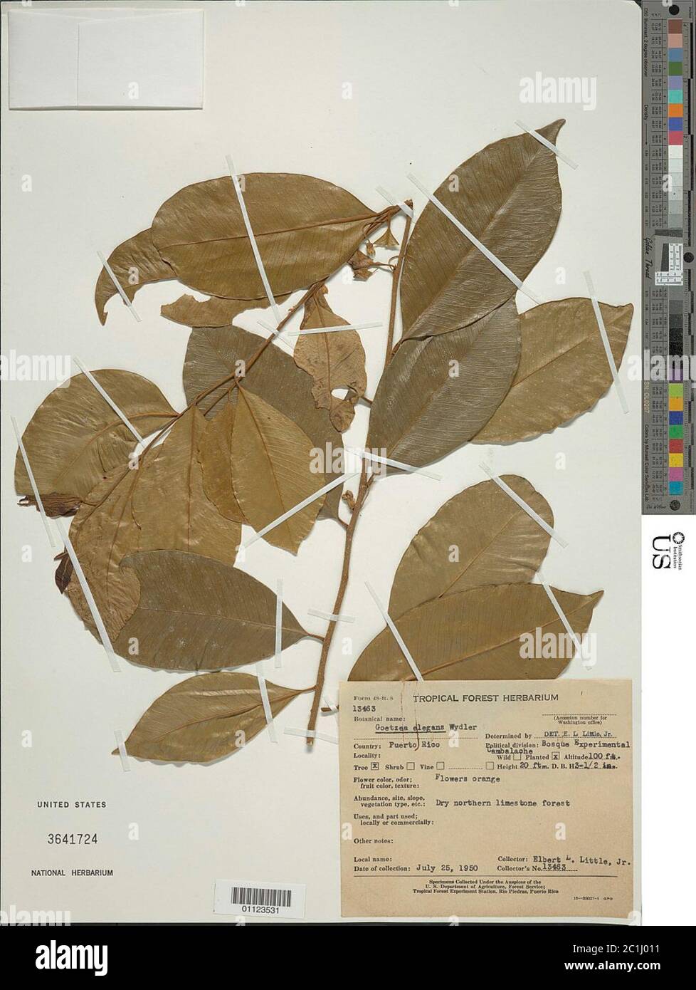 Goetzea elegans hi-res stock photography and images - Alamy