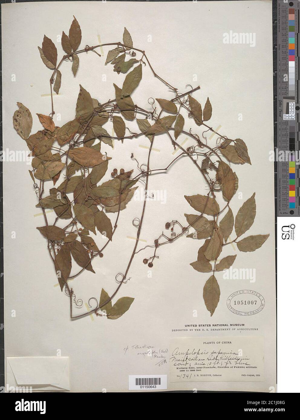 Tetrastigma angustifolia Roxb Planch Tetrastigma angustifolia Roxb Planch. Stock Photo