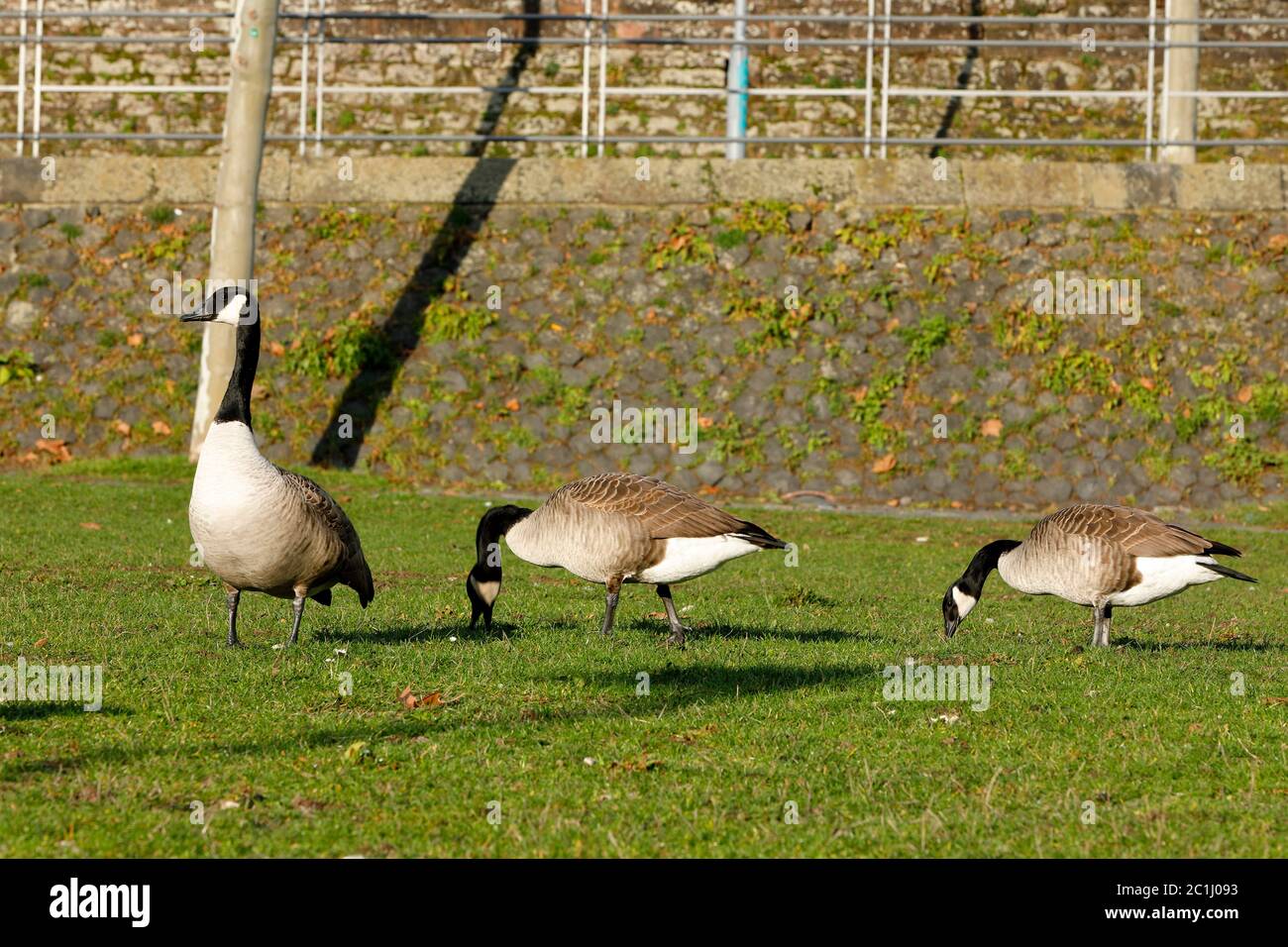 Canada geese on a meadow in Frankfurt am Main Stock Photo - Alamy