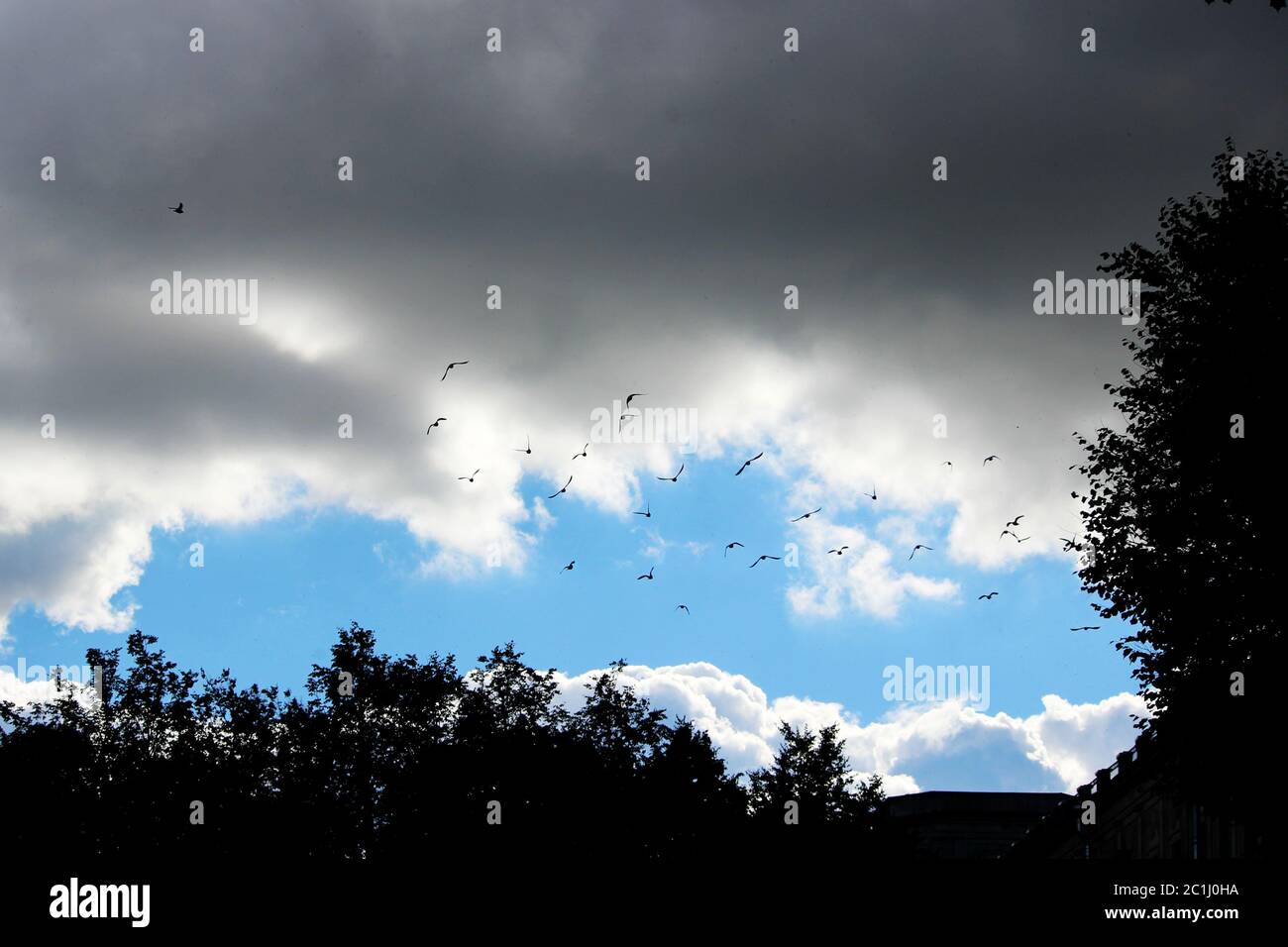 a flock of birds flies in a bright blue sky with white curly clouds and ...