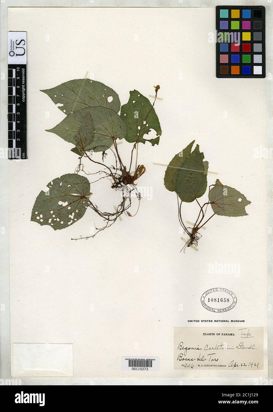 Begonia carletonii Standl Begonia carletonii Standl. Stock Photo