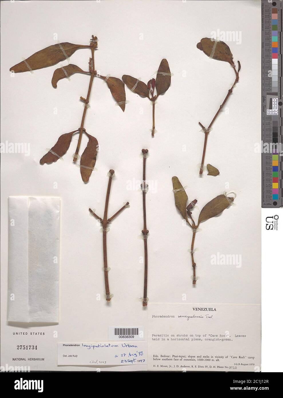 Phoradendron longipetiolatum Urb Phoradendron longipetiolatum Urb. Stock Photo