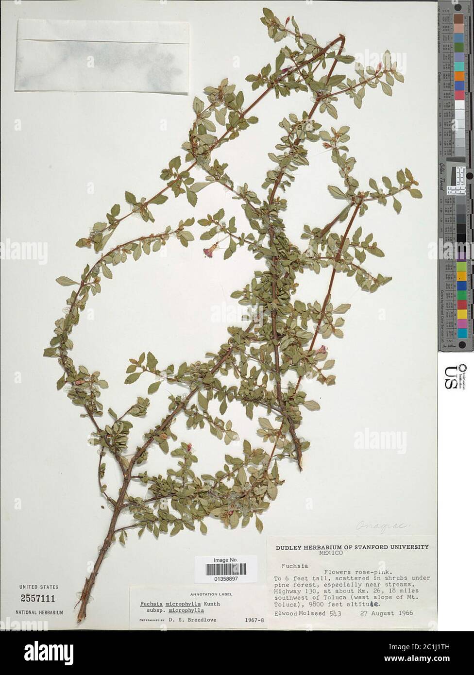 Fuchsia microphylla subsp quercetorum Breedlove Stock Photo
