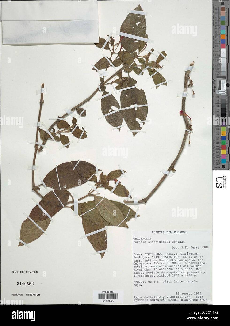 Fuchsia scabriuscula Benth Fuchsia scabriuscula Benth. Stock Photo