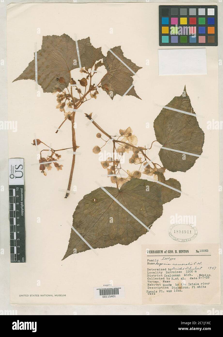 Begonia nemoralis LB Sm BG Schub Begonia nemoralis LB Sm BG Schub. Stock Photo