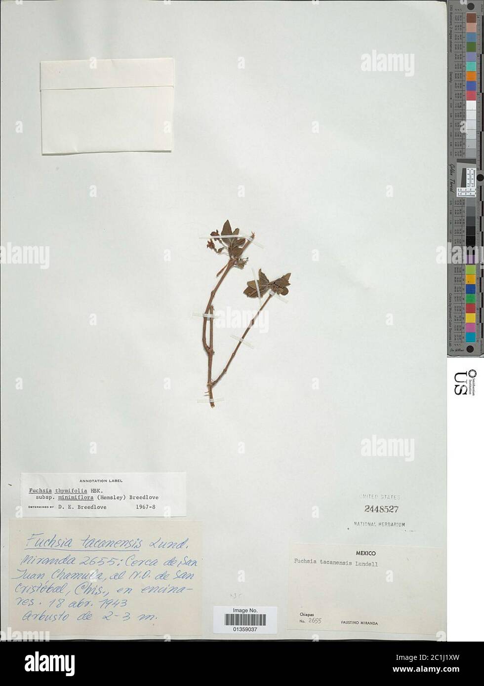 Fuchsia thymifolia subsp minimiflora Hemsl Breedlove Stock Photo