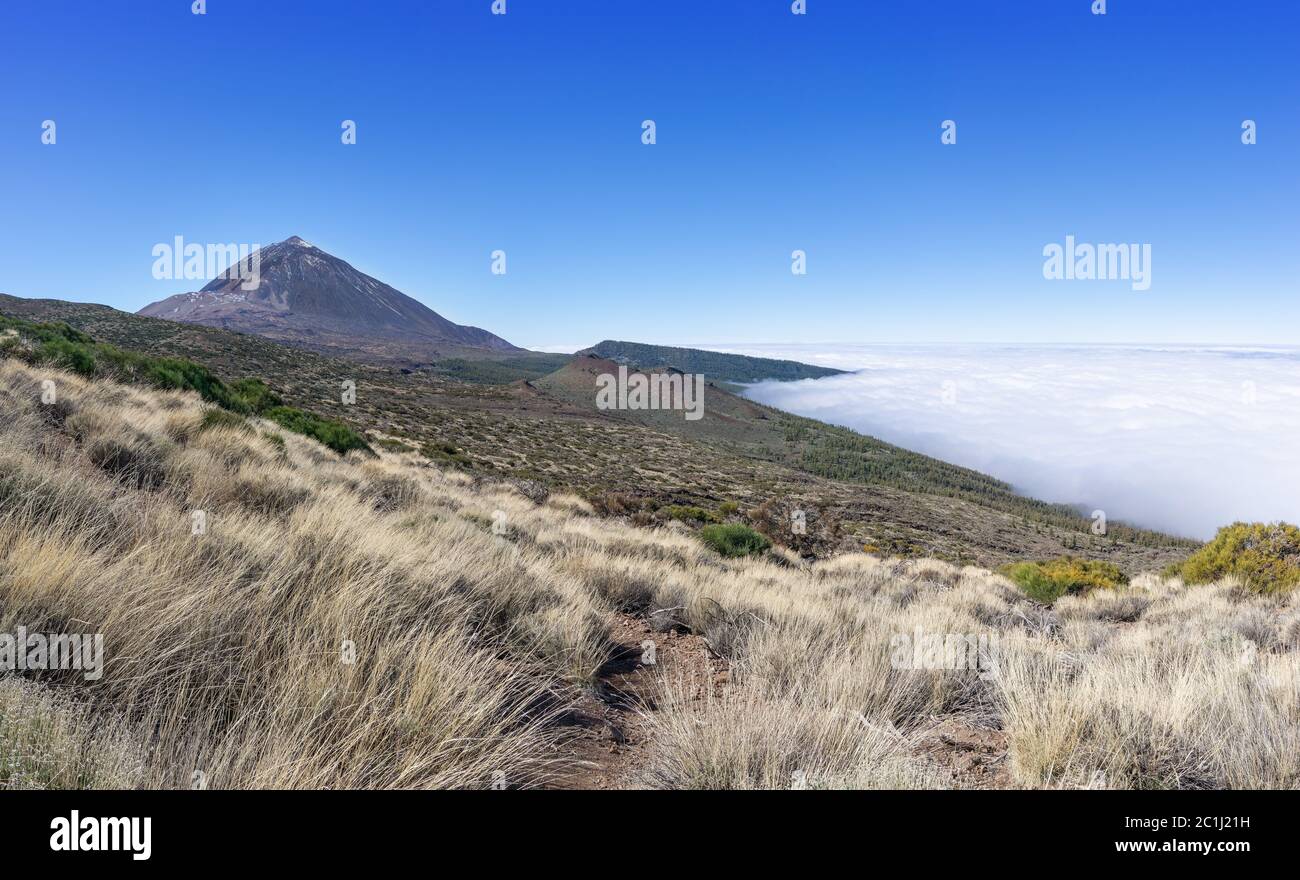 Grasses in the northeastern part of the national park Las Canadas del Teide in Tenerife with view of the volcano Teide Stock Photo
