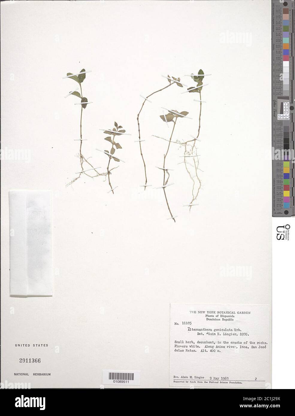 Alternanthera geniculata Urb Alternanthera geniculata Urb. Stock Photo
