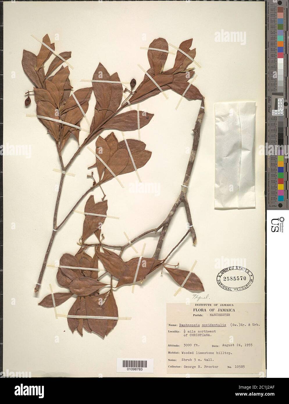 Daphnopsis occidentalis Sw Krug Urb Daphnopsis occidentalis Sw Krug Urb. Stock Photo