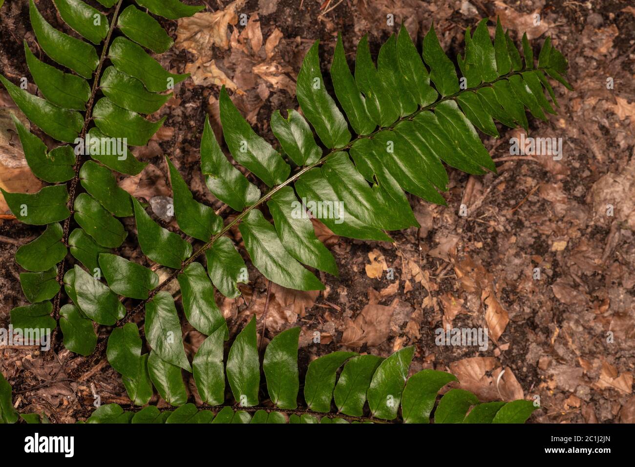 Spear-shaped Holly Fern (Cyrtomium lonchitoides ) Stock Photo