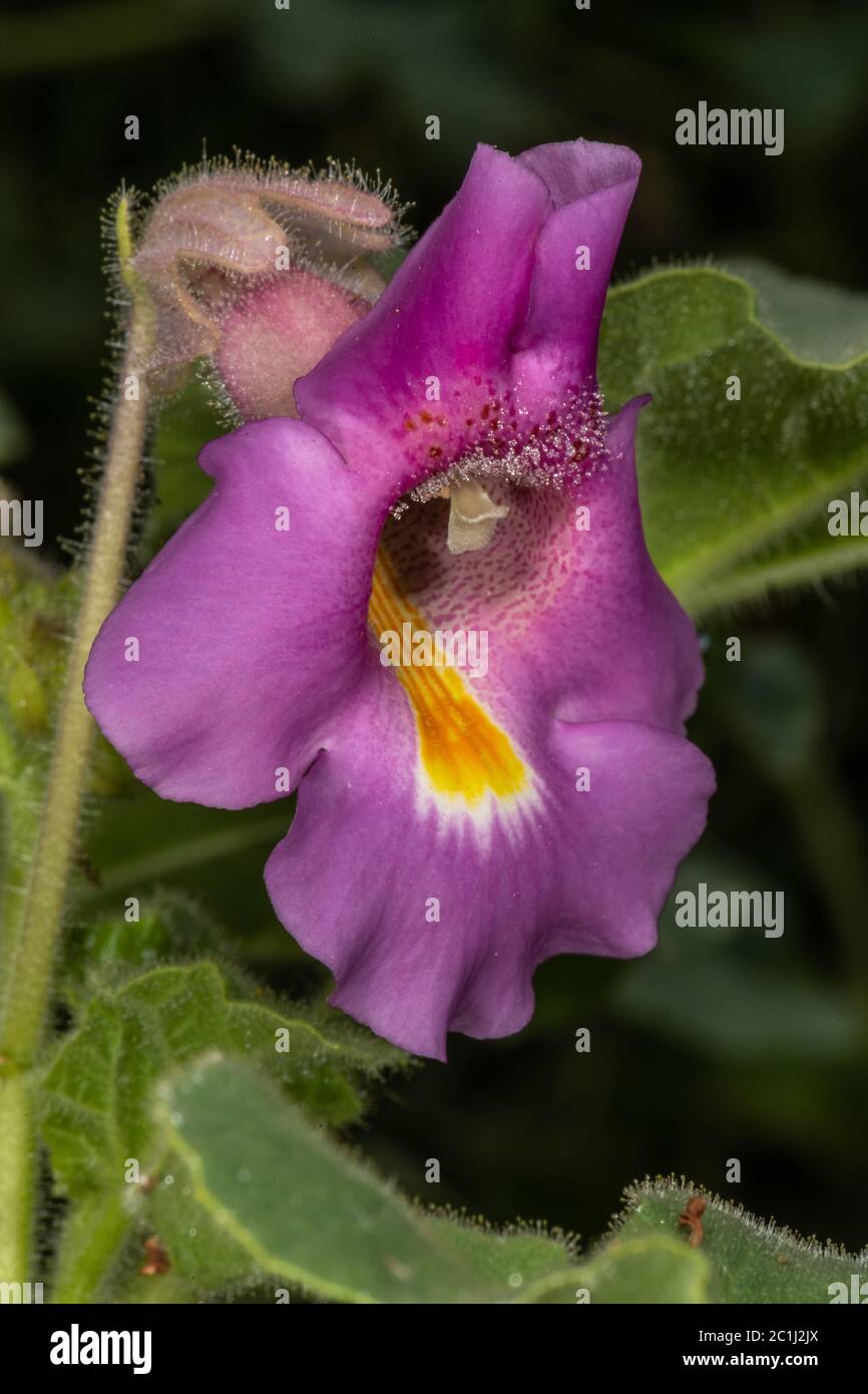 Devil's Claw or Unicorn-plant (Proboscidea louisianica) Stock Photo