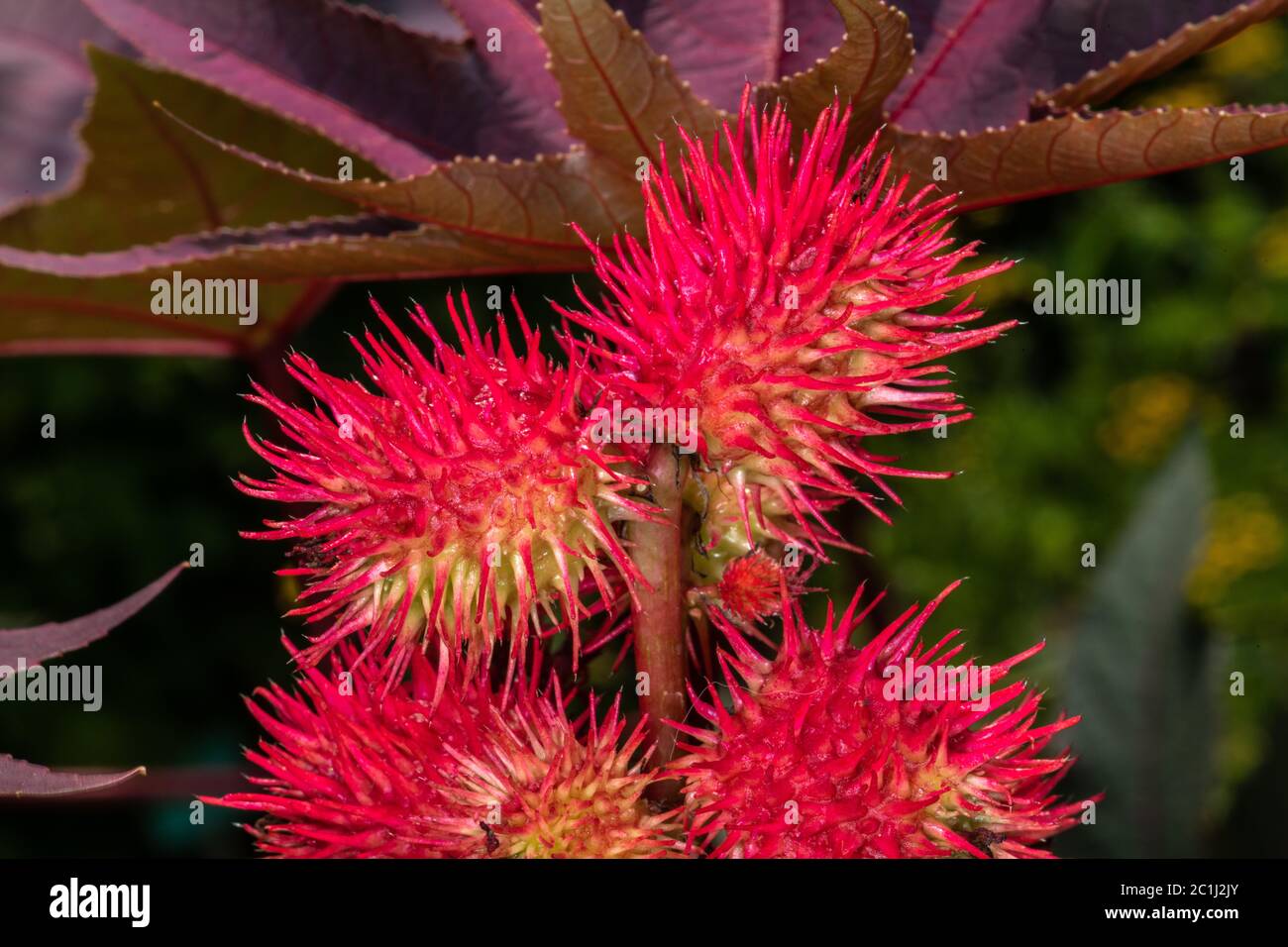 Common Castor Bean (Ricinus communis Stock Photo Alamy