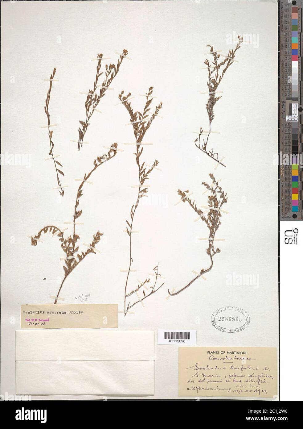 Evolvulus argyreus Choisy Evolvulus argyreus Choisy. Stock Photo