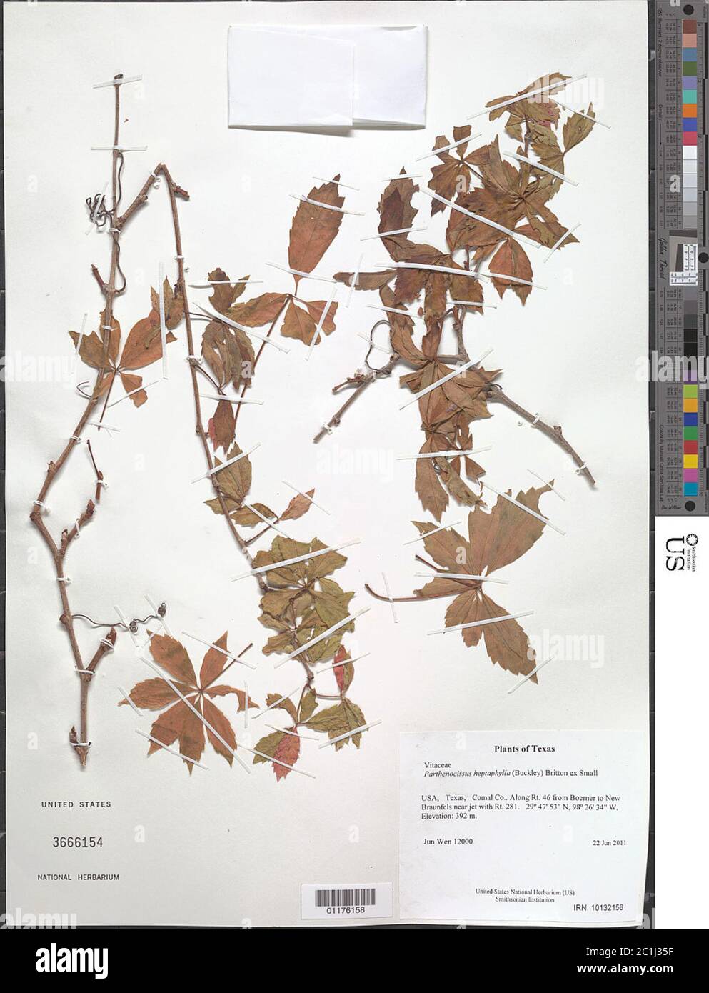 Parthenocissus heptaphylla Buckley Britton ex Small Parthenocissus heptaphylla Buckley Britton ex Small. Stock Photo
