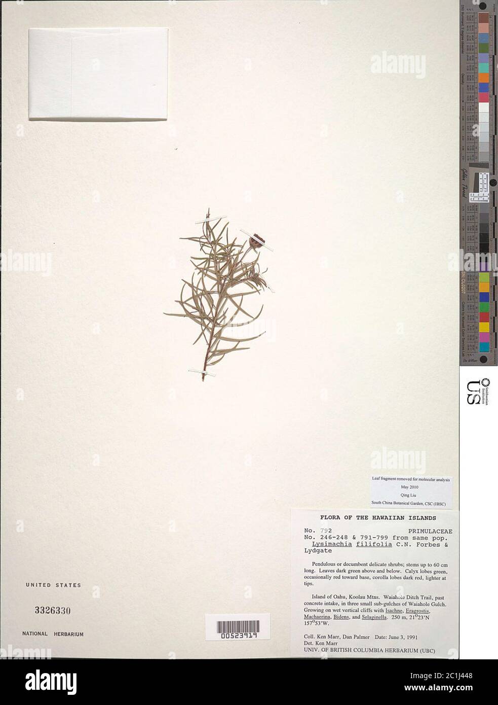 Lysimachia filifolia CN Forbes Lydgate Lysimachia filifolia CN Forbes Lydgate. Stock Photo